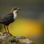 The Dipper - icon of healthy rivers systems - is a major area of interest for Duress (Photo by Prof Charles Tyler)