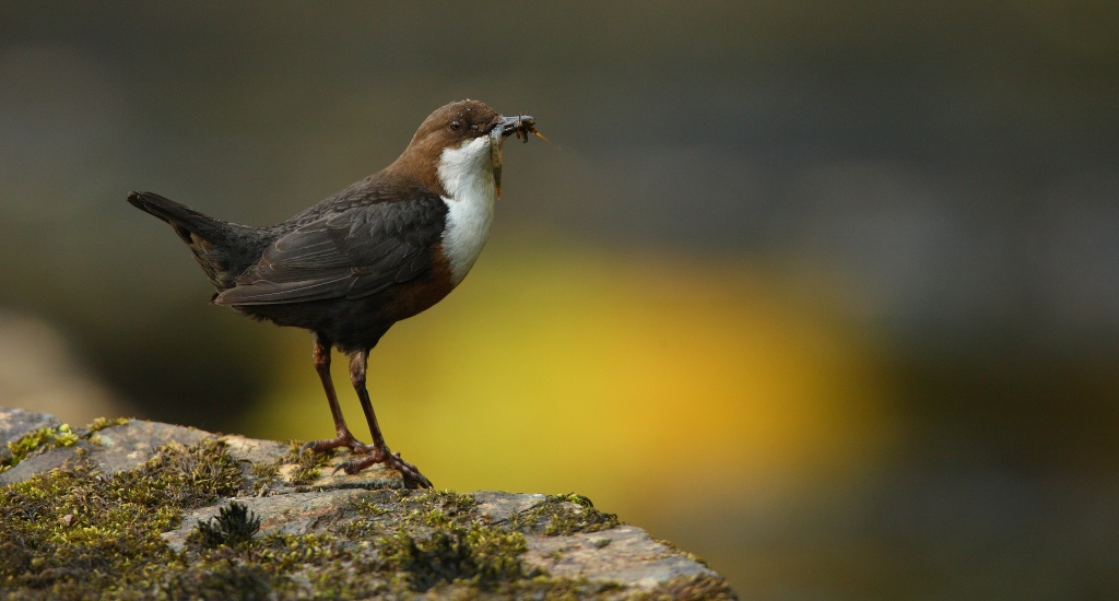 The Dipper - icon of healthy rivers systems - is a major area of interest for Duress (Photo by Prof Charles Tyler)
